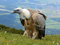 Où observer les vautours en Aveyron et en Lozère